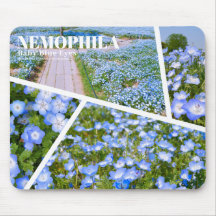 NEMOPHILA（Baby Blue Eyes）