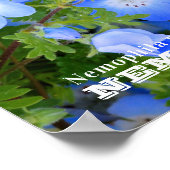 NEMOPHILA（Baby Blue Eyes） Poster (Hoek)