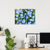 NEMOPHILA（Baby Blue Eyes） Poster (Thuiskantoor)
