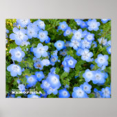 NEMOPHILA（Baby Blue Eyes） Poster (Voorkant)