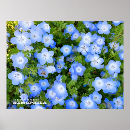 NEMOPHILA（Baby Blue Eyes） Poster (Voorkant)