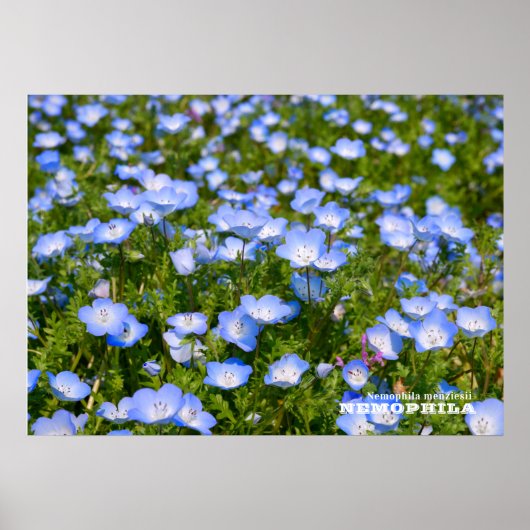 NEMOPHILA（Baby Blue Eyes） Poster (Voorkant)