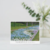Nemophila Flower Bed Briefkaart (Staand voorkant)