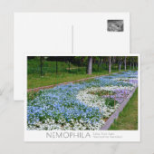 Nemophila Flower Bed Briefkaart (Voorkant / Achterkant)