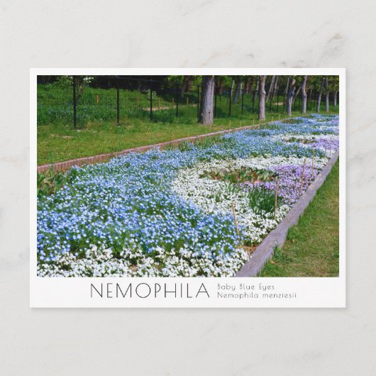 Nemophila Flower Bed Briefkaart (Voorkant)