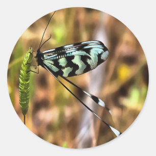 Nemoptera bipennis Spoon-Winged Insect Art Ronde Sticker