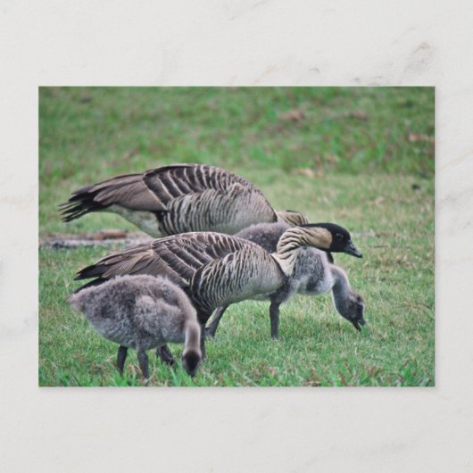 Nene Briefkaart (Voorkant)