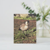 Nene Goose (Hawaiiaanse gans) Briefkaart (Staand voorkant)