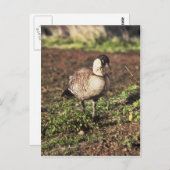 Nene Goose (Hawaiiaanse gans) Briefkaart (Voorkant / Achterkant)