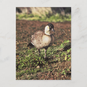 Nene Goose (Hawaiiaanse gans) Briefkaart