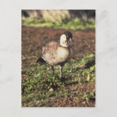 Nene Goose (Hawaiiaanse gans) Briefkaart (Voorkant)