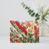 Neneo, Torres del Paine, Chili Briefkaart (Staand voorkant)