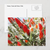 Neneo, Torres del Paine, Chili Briefkaart (Voorkant / Achterkant)