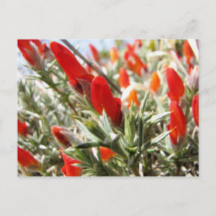 Neneo, Torres del Paine, Chili Briefkaart