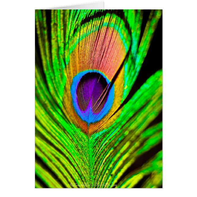 Neon Colors Peacock Feather (Voorkant)