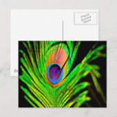 Neon Colors Peacock Feather Briefkaart (Voorkant / Achterkant)