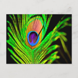 Neon Colors Peacock Feather Briefkaart