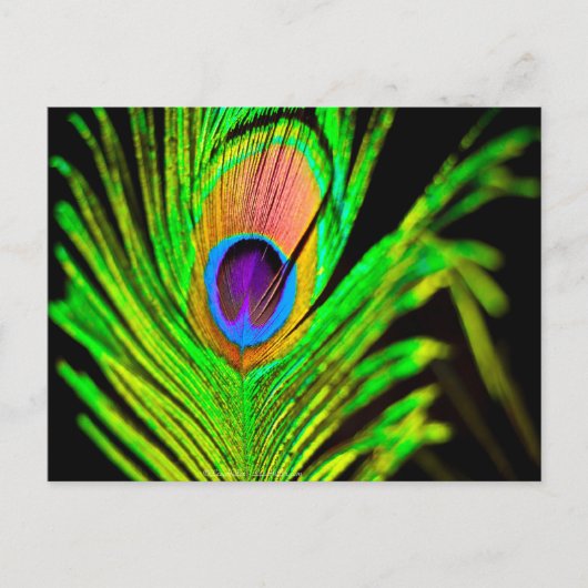 Neon Colors Peacock Feather Briefkaart (Voorkant)