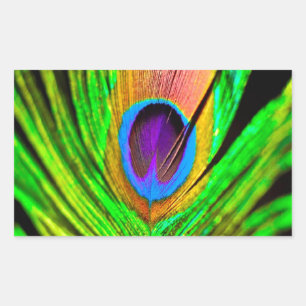 Neon Colors Peacock Feather Rechthoekige Sticker