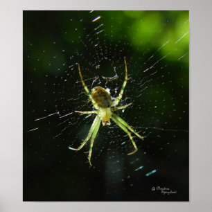 Neon Green Spider Poster