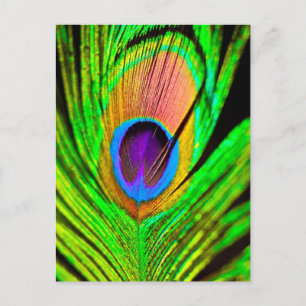 Neon Kleuren Pauwveer Briefkaart