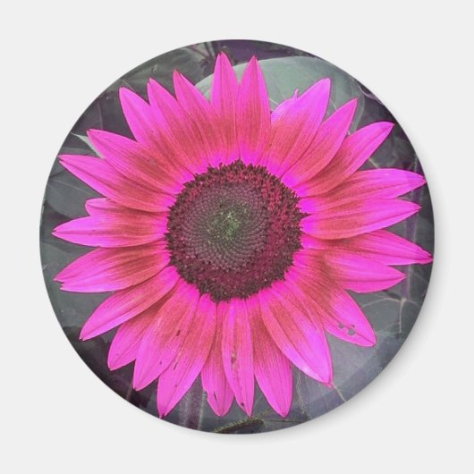 Neon Pink Sunflower Magnet (Voorkant)