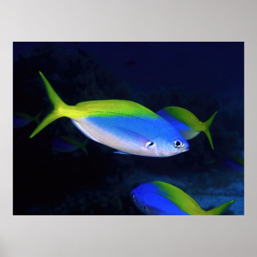 Neon Poster (Voorkant)