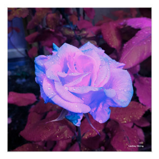Neon Roos Poster 20 x 20 inch