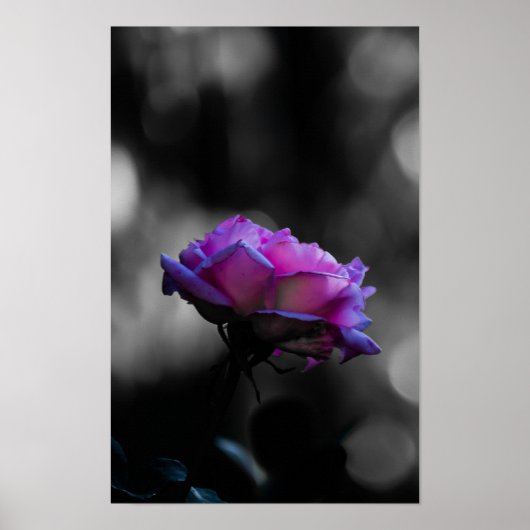 Neon Roze Roos op Zwarte en Witte Bokeh Poster (Voorkant)