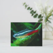 Neon Tetra Fish Paracheirodon Innesi Briefkaart (Staand voorkant)
