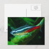 Neon Tetra Fish Paracheirodon Innesi Briefkaart (Voorkant / Achterkant)
