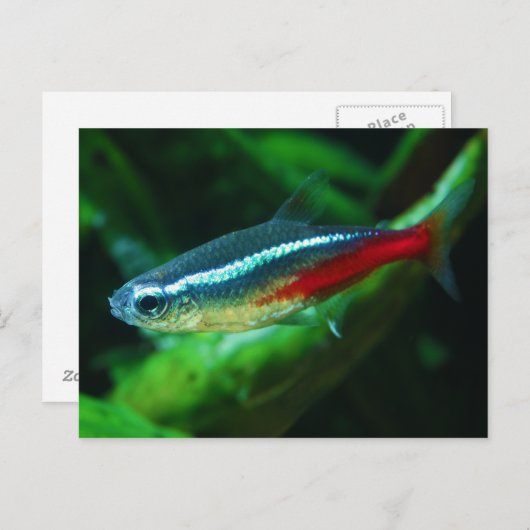 Neon Tetra Fish Paracheirodon Innesi Briefkaart (Voorkant / Achterkant)