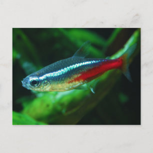 Neon Tetra Fish Paracheirodon Innesi Briefkaart
