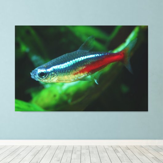 Neon Tetra Fish Paracheirodon Innesi Canvas Afdruk (Insitu (Houten vloer))