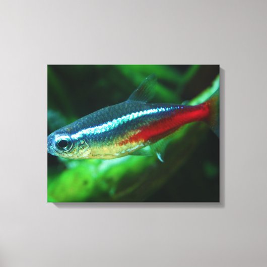 Neon Tetra Fish Paracheirodon Innesi Canvas Afdruk (Voorkant)