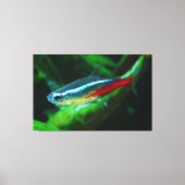 Neon Tetra Fish Paracheirodon Innesi Canvas Afdruk (Voorkant)