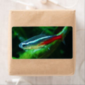 Neon Tetra Fish Paracheirodon Innesi Etiket (Insitu)