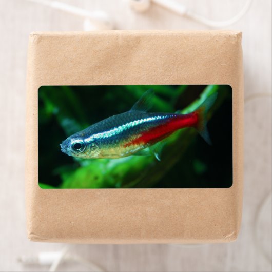 Neon Tetra Fish Paracheirodon Innesi Etiket (Insitu)