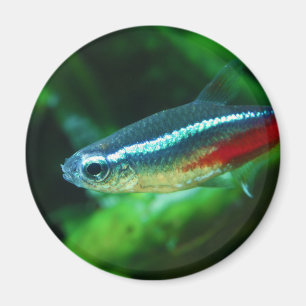 Neon Tetra Fish Paracheirodon Innesi Magneet
