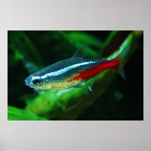 Neon Tetra Fish Paracheirodon Innesi Poster (Voorkant)