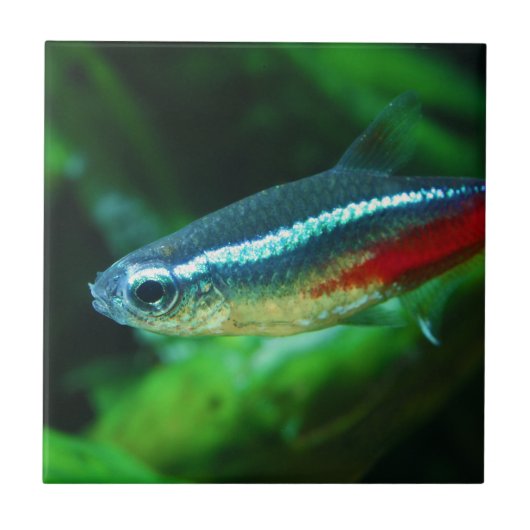 Neon Tetra Fish Paracheirodon Innesi Tegeltje (Voorkant)