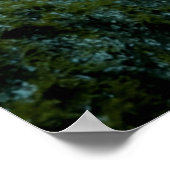 Neon Tetras Plecostomus Aquarium Vistank liefhebbe Poster (Hoek)