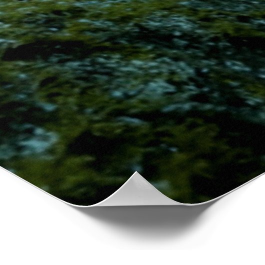 Neon Tetras Plecostomus Aquarium Vistank liefhebbe Poster (Hoek)