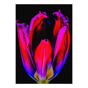 neongloeitulp foto afdruk