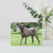 Neopolitan Mastiff Cyclone 01 Briefkaart (Staand voorkant)
