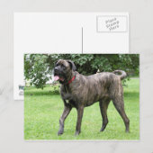 Neopolitan Mastiff Cyclone 01 Briefkaart (Voorkant / Achterkant)