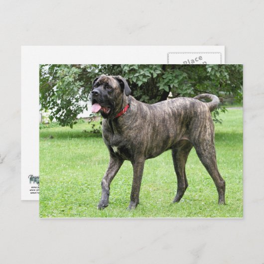 Neopolitan Mastiff Cyclone 01 Briefkaart (Voorkant / Achterkant)