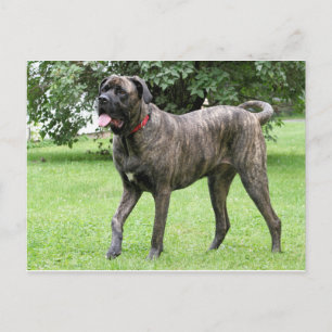 Neopolitan Mastiff Cyclone 01 Briefkaart