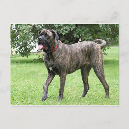 Neopolitan Mastiff Cyclone 01 Briefkaart (Voorkant)