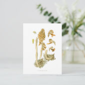 Neottia nidus avis briefkaart (Staand voorkant)